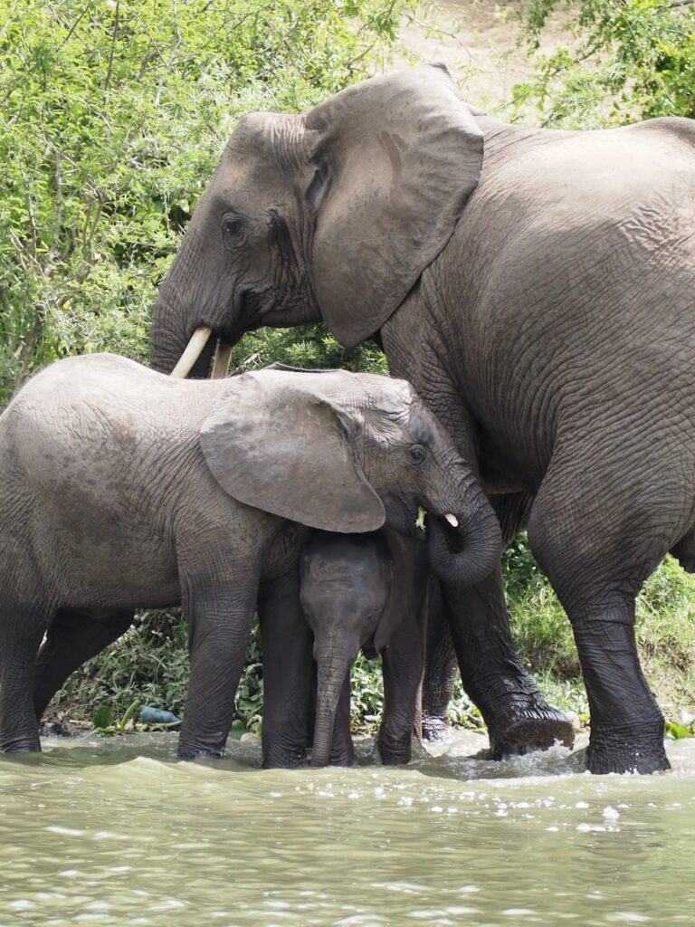 A group of elephants standing in a body of water