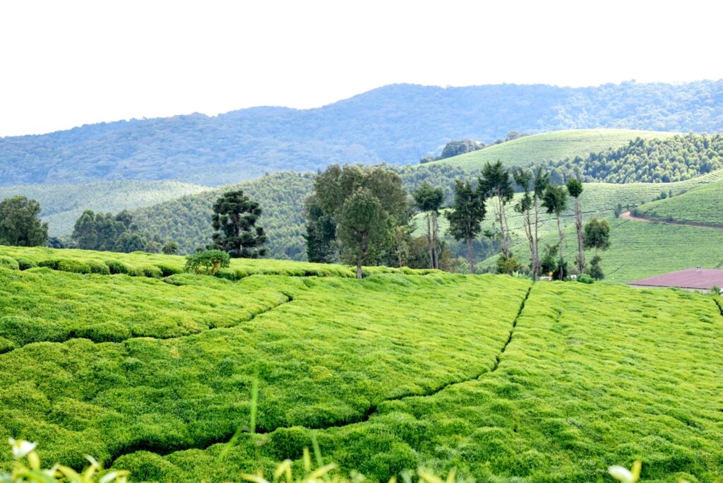 a lush green hillside covered in lots of grass